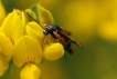 Insectes Sésie de l\'oseille (Pyropteron chrysidiformis)