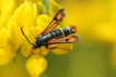 Insectes Sésie de l\'oseille (Pyropteron chrysidiformis)