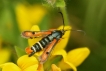 Insectes Sésie de l\'oseille (Pyropteron chrysidiformis)