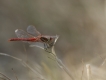 Insectes sympétrum à nervures rouges (Sympetrum fonscolombii)