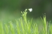 Flore Stellaire holostée (Stellaria holostea)