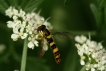  Syrphe porte-plume (Sphaerophoria scripta)