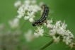 Insectes Teigne de la carotte (Depressaria daucella)