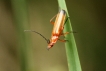 Insectes Téléphore fauve (Rhagonycha fulva)