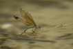 Insectes Caloptéryx vierge méridional (Calopteryx virgo meridionalis)