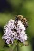 Insectes abeille domestique (apis mellifera)