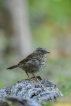 Oiseaux Accenteur mouchet (Prunella modularis)