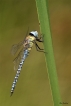 Insectes Aeschne affine (Aeschna affinis)