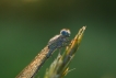 Insectes agrion jouvencelle (Coenagrion puella)