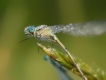 Insectes agrion jouvencelle (Coenagrion puella)