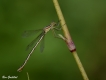 Insectes Leste sauvage (Lestes barbarus)