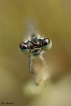 Insectes Agrion sp.