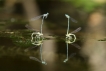 Insectes agrion à larges pattes (Platycnemis pennipes)