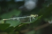 Insectes agrion à larges pattes (Platycnemis pennipes)