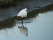 Oiseaux Aigrette garzette (Egretta garzetta)