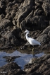 Oiseaux Aigrette garzette (Egretta garzetta)