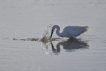 Oiseaux Aigrette garzette (Egretta garzetta)