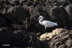 Oiseaux Aigrette garzette (Egretta garzetta)