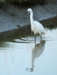 Oiseaux Aigrette garzette (Egretta garzetta)