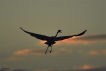 Oiseaux Grande aigrette (Ardea alba)