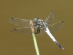 Insectes Orthétrum à stylets blancs (Orthetrum albistylum)