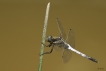 Insectes Orthétrum à stylets blancs (Orthetrum albistylum)