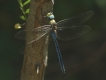 Insectes Anax empereur (Anax imperator)