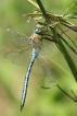 Insectes Anax empereur (Anax imperator)