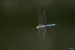 Insectes Anax empereur (Anax imperator)