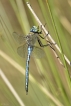 Insectes Anax empereur (Anax imperator)