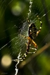 Araignées Argiope frelon (Argiope bruennichi)