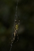 Araignées Argiope frelon (Argiope bruennichi)