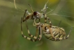 Araignées Argiope frelon (Argiope bruennichi)