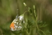 Insectes Aurore (anthocaris cardamines)