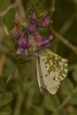 Insectes Aurore (anthocaris cardamines)