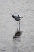 Oiseaux avocette elegante (Recurvirostra avosetta)