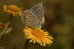 Insectes Azuré bleu céleste (Lysandra bellargus)