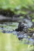 Oiseaux Mésange charbonnière (Parus major)