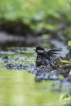 Oiseaux Mésange charbonnière (Parus major)