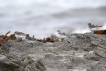 Oiseaux Bécasseau sanderling (Calidris alba)