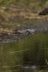 Oiseaux Bergeronnette grise (Motacilla alba)