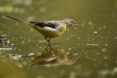 Oiseaux Bergeronnette des ruisseaux (Motacilla cinerea)