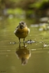 Oiseaux Bergeronnette des ruisseaux (Motacilla cinerea)