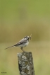 Oiseaux Bergeronnette grise (Motacilla alba)