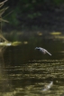 Oiseaux Bergeronnette grise (Motacilla alba)