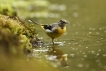 Oiseaux Bergeronnette des ruisseaux (Motacilla cinerea)