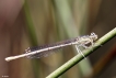 Insectes Agrion blanchâtre (Platycnemis latipes)