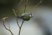 Oiseaux Mésange bleue (Cyanistes caeruleus)