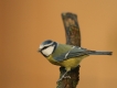 Oiseaux Mésange bleue (Cyanistes caeruleus)