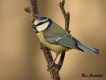 Oiseaux Mésange bleue (Cyanistes caeruleus)